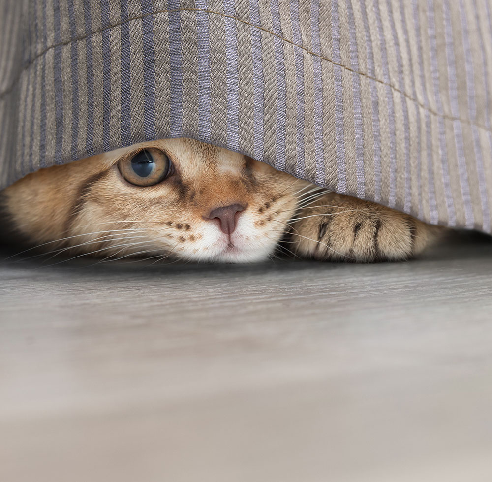 Hiding Cat
