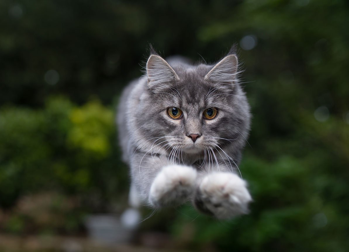 Jumping Cat